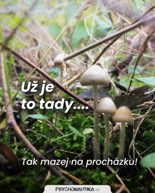 👣 Kdo do lesa chodí a pod nohy se kouká, ten už asi ví, že podzim je tady! 🍂 Pár tipů: 👇🏼👇🏼 ℹ️ Pamatuj na to, že chodit je...